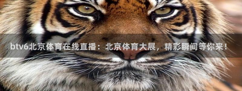 btv6北京体育在线直播：北京体育大展，精彩瞬间等你来！