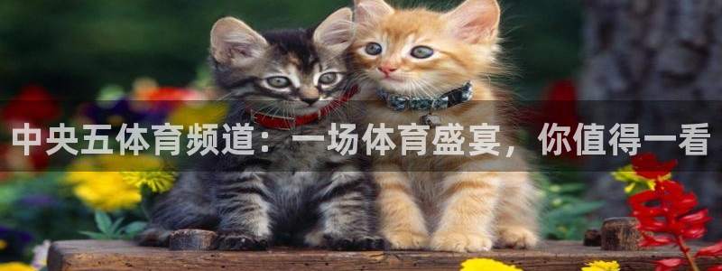中央五体育频道：一场体育盛宴，你值得一看